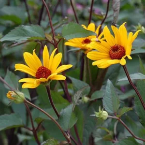Heliopsis helianthoides Summer Night - Napszemvirág