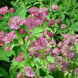 Astrantia major Arista Red - Völgycsillag