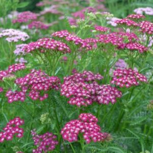 Achillea mill. Cerise Queen - Közönséges Cickafark