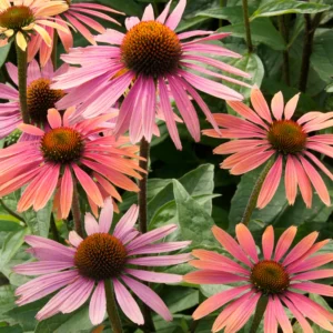 Echinacea hybrida Summer Cocktail -  Kasvirág