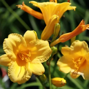 Hemerocallis Stella D' Oro - Sásliliom