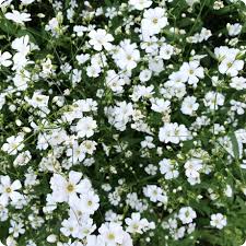 Gypsophila paniculata Snow White - Fátyolvirág