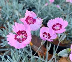 Dianthus hybrida Ruby Snow - Mezei szegfű