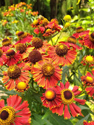 Helenium autumnale Helena Red Shades - Őszi napfényvirág