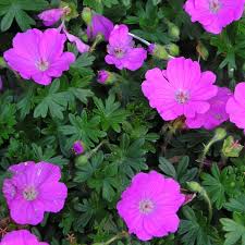Geranium sanguineum Max Frei - Piros gólyaorr