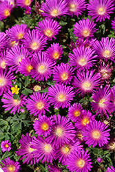 Delosperma Cooperi Ocean sunset Violet - Kristályvirág