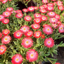 Delosperma cooperi Ice Cream Salmon - Kristályvirág