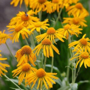 Helenium Hoopesii - Napfényvirág