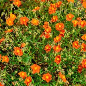 Helianthemum hybr. Bronzeteppich - Napvirág(csak rendelésre)
