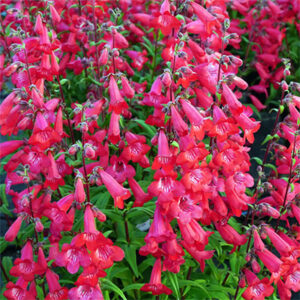 Penstemon hartwegi Mountain Treats Red - Bugatölcsér