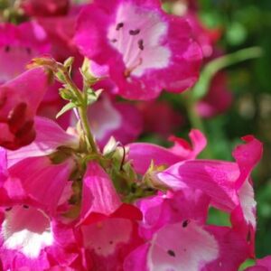 Penstemon hartwegi Polaris Rose - Bugatölcsér