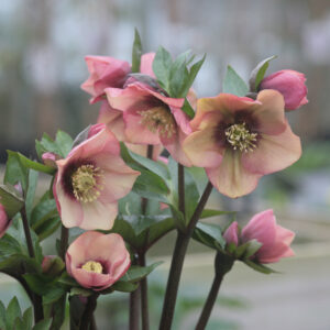 Helleborus or. Single Peach Red Center - Keleti Hunyor