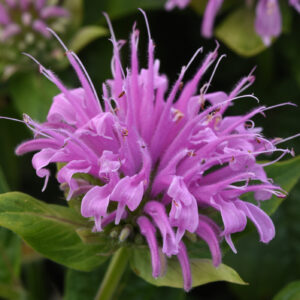 Monarda didyma Bee Mine Lavander - Méhbalzsam