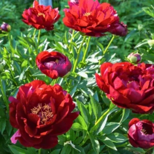 Paeonia  lactiflora Coral Buckeye Belle - Illatos bazsarózsa