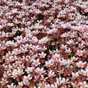 Saxifraga Marto Apple Blossom - Kőtörőfű