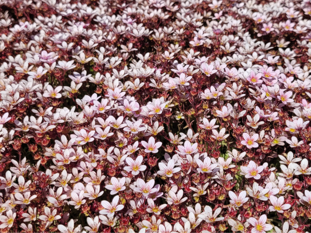 Saxifraga Marto Apple Blossom - Kőtörőfű
