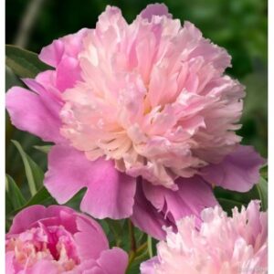 Paeonia Lactiflora Sorbet - Illatos Bazsarózsa