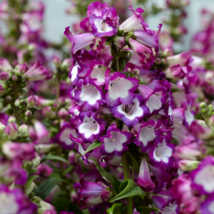 Penstemon hartwegi Polaris Purple - Bugatölcsér
