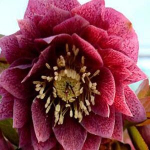 Helleborus or. Double Red Spotted - Keleti Hunyor