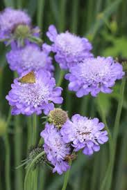 Scabiosa columbaria Butterfly Blue - Galambszínű ördögszem
