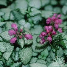 Lamium maculatum Red Nancy - Foltos árvacsalán