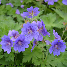 Geranium magnificum Rosemoor - Pompás gólyaorr