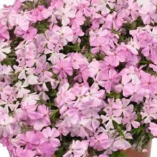Phlox subulata Soft Pink - Árlevelű lángvirág