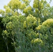 Thalictrum Flavum Glaucum - Sárga borkóró