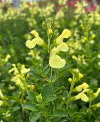 Salvia greggii Lemon Lights - Őszi zsálya