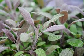 Salvia officionalis Purpurascens - Orvosi zsálya