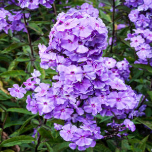 Phlox paniculata Blue Boy - Bugás lángvirág