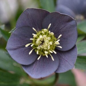 Helleborus or. Single Slaty Blue - Keleti hunyor