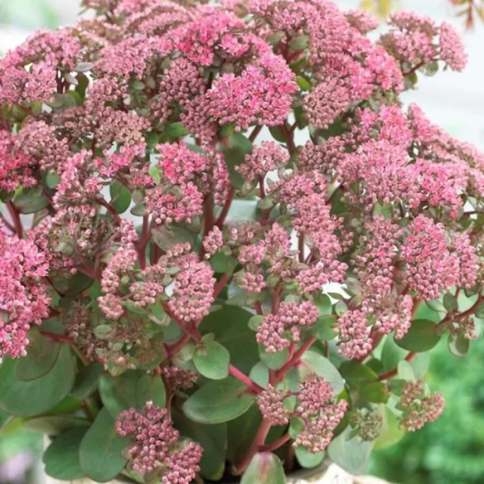 Sedum telephium Pink Passion - Kárpáti varjúháj