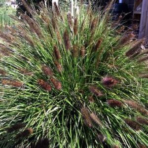 Pennisetum Alopecuroides Black Beauty - Tollborzfű