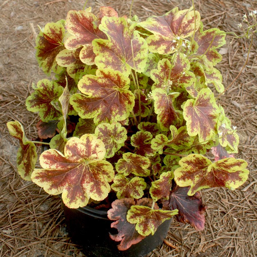 Heucherella Solar Eclipse - Turbáncső