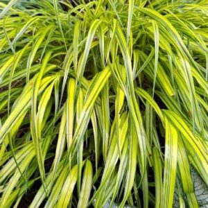 Hakonechloa macra Aureola - Japán árnyéksás