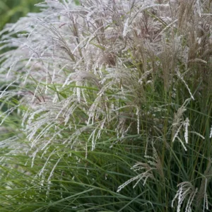 Miscanthus sinensis Pink Cloud - Virágosnád