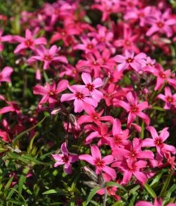 Phlox subulata Atropurpurea - Árlevelű lángvirág