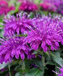 Monarda didyma Balmy Lilac - Méhbalzsam