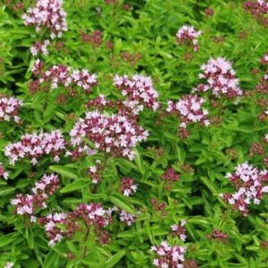 Oreganum vulgare - Oregánó, szurokfű