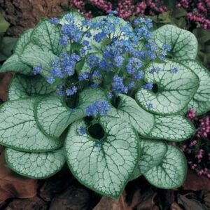 Brunnera macrophylla Alexander's Great - Ezüstös levelű Kaukázusi nefelejcs