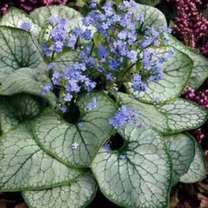 Brunnera macrophylla Alexander's Great - Ezüstös levelű Kaukázusi nefelejcs