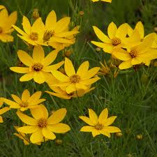 Coreopsis Verticillata Zagreb - Keskenylevelű menyecskeszem