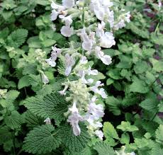 Nepeta cataria Citriodora - Citrom illatú macskamenta