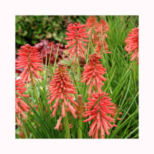 Kniphofia hybrida Poco Red - Fáklyaliliom