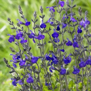 Salvia greggii Mirage Blue - Őszi zsálya