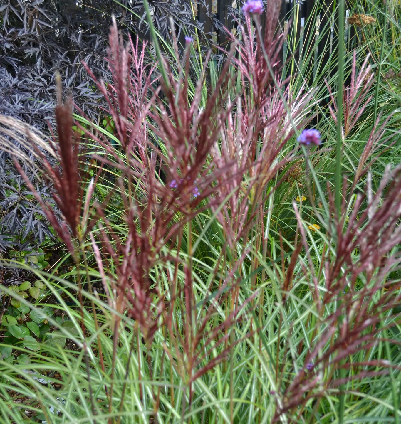Miscanthus Sinensis Red Chief - Virágosnád