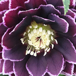 Helleborus or. Double Aubergine White Edge - Hunyor