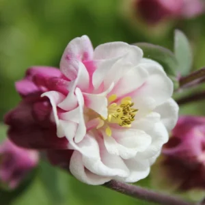 Aquilegia Winky Double Rose White - Harangláb