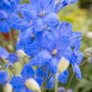 Delphinium grandiflorum Ocean Cheer Blue - Szarkaláb